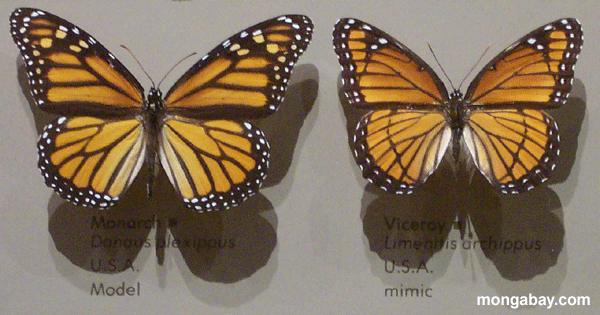 Monarch Butterfly Mimics